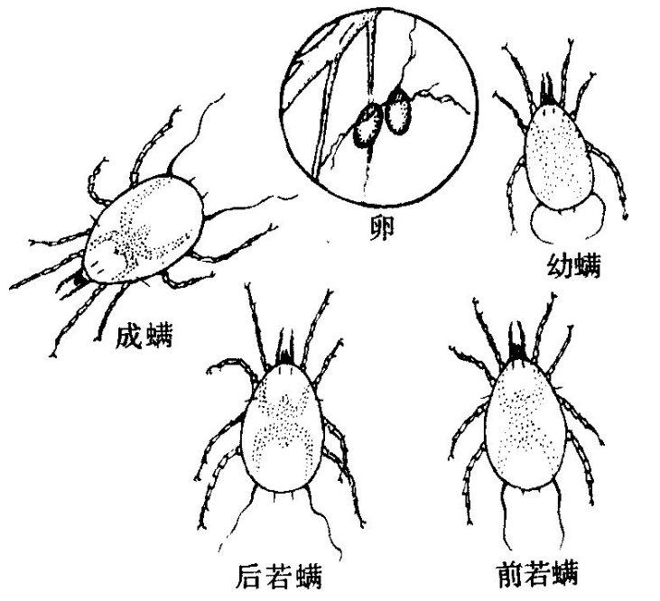 蟲(chóng)害防治